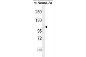 SCARF2 Antibody (C-term) (ABIN654499 and ABIN2844230) western blot analysis in mouse Neuro-2a cell line lysates (35 μg/lane). (SCARF2 antibody  (C-Term))