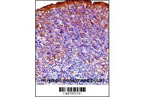 Mouse Gsk3a Antibody immunohistochemistry analysis in formalin fixed and paraffin embedded mouse lymph node(mandibular) followed by peroxidase conjugation of the secondary antibody and DAB staining. (GSK3 alpha antibody  (C-Term))