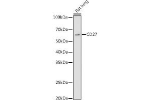 Western blot analysis of extracts of Rat lung, using CD27 antibody (ABIN3022680, ABIN3022681, ABIN3022682 and ABIN6219092) at 1:1000 dilution. (CD27 antibody  (AA 20-191))