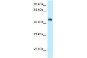 Image no. 1 for anti-F-Box and Leucine-Rich Repeat Protein 3 (FBXL3) (AA 239-288) antibody (ABIN6747870) (FBXL3 antibody  (AA 239-288))