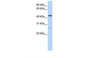 ACBD5 antibody  (AA 362-411)