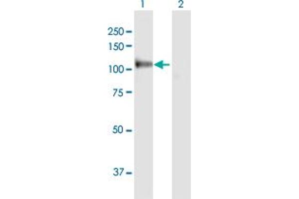 MANBA antibody  (AA 1-879)