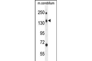 C Antibody (N-term) (ABIN654596 and ABIN2844295) western blot analysis in mouse cerebellum tissue lysates (35 μg/lane). (CD109 antibody  (N-Term))