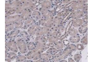 IHC-P analysis of Mouse Kidney Tissue, with DAB staining. (MUC5B antibody  (AA 75-295))