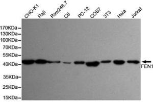 Western blot detection of FEN-1 in Hela,Jurkat,3T3,COS7,PC-12,C6,Raw264. (FEN1 antibody)