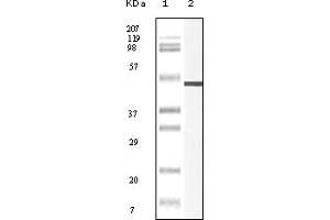 Western Blotting (WB) image for anti-Vimentin (VIM) (truncated) antibody (ABIN2464120) (Vimentin antibody  (truncated))