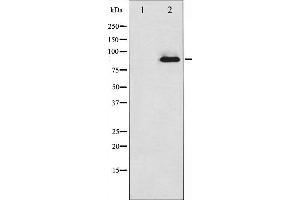 Western blot analysis of PKC zeta expression in PMA treated COS7 whole cell lysates,The lane on the left is treated with the antigen-specific peptide.