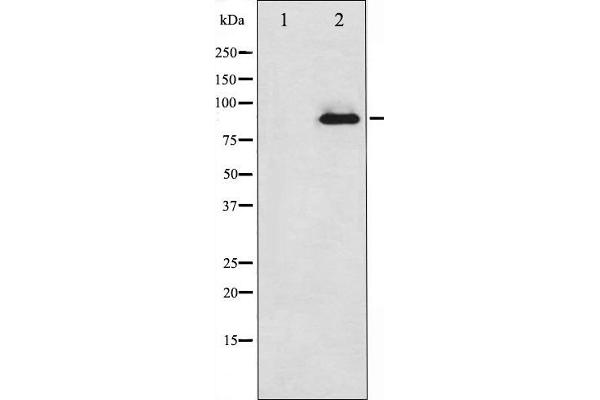 PKC zeta anticorps  (C-Term)