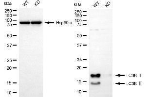 Western blotting analysis using LC3B antibody (ABIN7799410).