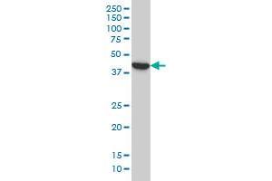 BCL2L14 monoclonal antibody (M01), clone 1F2 Western Blot analysis of BCL2L14 expression in A-549 . (BCL2L14 antibody  (AA 1-327))