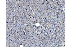 IHC analysis of GILT/IFI30 using anti-GILT/IFI30 antibody (ABIN7601299).