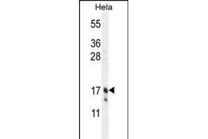 CLDN7 Antibody (C-term) (ABIN654139 and ABIN2844008) western blot analysis in Hela cell line lysates (35 μg/lane). (Claudin 7 antibody  (C-Term))