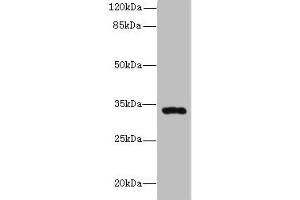 Western blot All lanes: HSD17B11 antibody at 10 μg/mL + Mouse lung tissue Secondary Goat polyclonal to rabbit IgG at 1/10000 dilution Predicted band size: 33 kDa Observed band size: 33 kDa (HSD17B11 antibody  (AA 20-300))