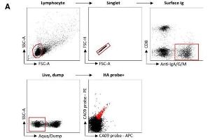 Recovery and expression of ferret immunoglobulins from HA-specific B cells. (Goat anti-Ferret IgA, IgG, IgM Antibody (FITC))
