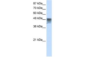 WB Suggested Anti-RBMS3 Antibody Titration:  2. (RBMS3 antibody  (C-Term))