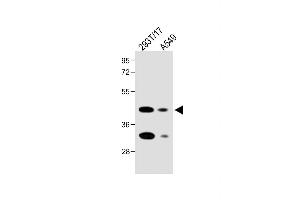 All lanes : Anti-FOLR1 Antibody (N-term) at 1:2000 dilution Lane 1: 293T/17 whole cell lysate Lane 2: A549 whole cell lysate Lysates/proteins at 20 μg per lane. (FOLR1 antibody  (N-Term))