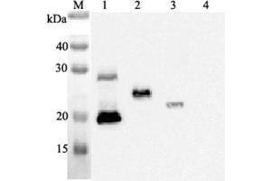 Western blot analysis using anti-IL-33 (human), mAb (IL33068A)  at 1:2'000 dilution. (IL-33 antibody)