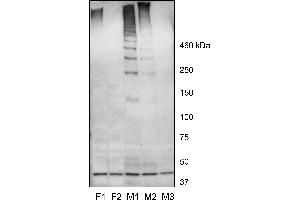 (ABIN768576) (0. (MUC19 antibody  (C-Term))