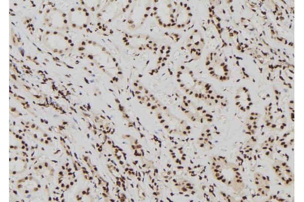 ELP2 antibody  (Internal Region)