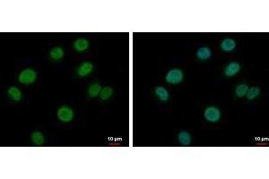 ICC/IF Image BRAF35 antibody detects BRAF35 protein at nucleus by immunofluorescent analysis.