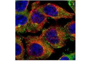 ICC/IF Image Confocal immunofluorescence analysis (Olympus FV10i) of paraformaldehyde-fixed A431, using CD2AP, antibody (Green) at 1:500 dilution. (CD2AP antibody)