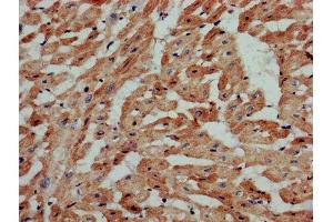 IHC image of ABIN7170573 diluted at 1:800 and staining in paraffin-embedded human heart tissue performed on a Leica BondTM system. (S1PR3 antibody  (AA 303-378))
