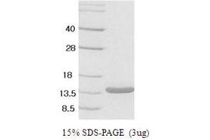 SDS-PAGE (SDS) image for Leptin (LEP) protein (ABIN667698) (Leptin Protein (LEP))