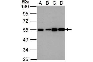 WB Image Histamine H2 Receptor antibody [N1], N-term detects HRH2 protein by Western blot analysis. (HRH2 antibody  (N-Term))