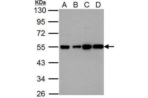 HRH2 antibody  (N-Term)