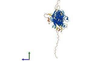 AlphaFold protein structure predicition of Mouse Recombinant Sntg2 Protein, UniprotID Q925E0 (SNTG2 Protein (AA 1-539) (His tag))