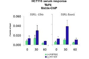 Quiescent human colon carcinoma HCT116 cultures were treated with 10% FBS for three time points (0, 15, 30min) or (0, 30, 60min) were used in Matrix-ChIP and real-time PCR assays at EGR1 gene (Exon1) and 15kb upstream site. (TAF6 antibody  (C-Term))
