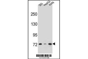 Western blot analysis in 293,HepG2,A549 cell line lysates (35ug/lane). (ZNF569 antibody  (N-Term))