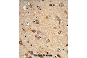 Formalin-fixed and paraffin-embedded human brain tissue reacted with EphA7 Antibody (N-term), which was peroxidase-conjugated to the secondary antibody, followed by DAB staining. (EPH Receptor A7 antibody  (N-Term))