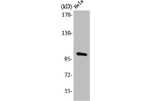 Western Blot analysis of HeLa cells using PMS2 Polyclonal Antibody (PMS2 antibody  (Internal Region))