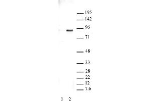 STAT3 phospho Tyr705 pAb tested by Western blot. (STAT3 antibody  (pTyr705))