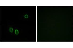 Immunofluorescence (IF) image for anti-Olfactory Receptor, Family 51, Subfamily E, Member 1 (OR51E1) (AA 241-290) antibody (ABIN2890930)