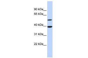 WB Suggested Anti-ATF7 Antibody Titration:  0. (AFT7 antibody  (N-Term))
