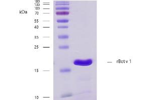 Recombinant allergen rBet v 1 purity verification. (PFN1 Protein)