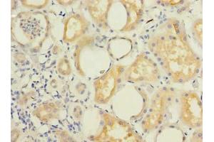 Immunohistochemistry of paraffin-embedded human kidney tissue using ABIN7145852 at dilution of 1:100 (KCTD4 antibody  (AA 1-259))