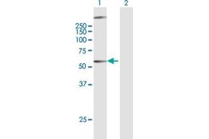 Western Blot analysis of GPR34 expression in transfected 293T cell line by GPR34 MaxPab polyclonal antibody. (GPR34 antibody  (AA 1-381))