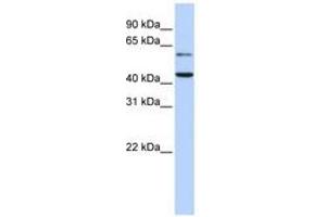 Image no. 1 for anti-Cytidine Monophosphate N-Acetylneuraminic Acid Synthetase (CMAS) (AA 36-85) antibody (ABIN6741046)