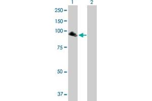 Western Blot analysis of NPAS2 expression in transfected 293T cell line by NPAS2 MaxPab polyclonal antibody. (NPAS2 antibody  (AA 1-824))