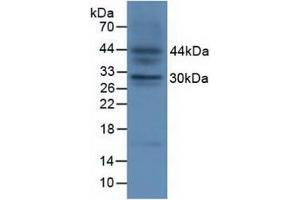 Detection of FGF23 in Fetal Mouse Tissue using Polyclonal Antibody to Fibroblast Growth Factor 23 (FGF23) (FGF23 antibody  (AA 25-251))