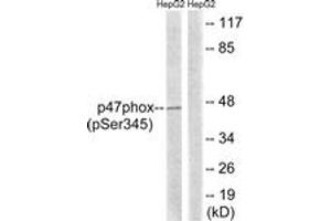 Western blot analysis of extracts from HepG2 cells treated with TNF 20ng/ml 5', using p47 phox (Phospho-Ser345) Antibody. (NCF1 antibody  (pSer345))