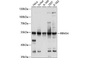 Western blot analysis of extracts of various cell lines, using RBM34 antibody (ABIN6128633, ABIN6146777, ABIN6146778 and ABIN6214283) at 1:1000 dilution. (RBM34 antibody  (AA 60-280))