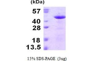 Reticulocalbin 3, EF-Hand Calcium Binding Domain (RCN3) (AA 21-328) protein (His tag)