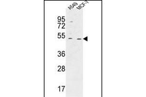 HAUS4 Antibody (C-term) (ABIN651422 and ABIN2840229) western blot analysis in A549,MCF-7 cell line lysates (35 μg/lane).