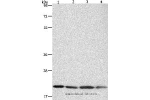 Western blot analysis of Human brain malignant glioma tissue, MCF7, Raji and Lovo cell, using BAX Polyclonal Antibody at dilution of 1:300 (BAX antibody)