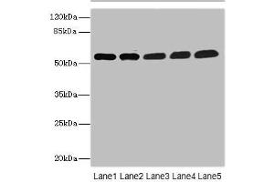 Western blot All lanes: MPP6 antibody at 3. (MPP6 antibody  (AA 220-420))