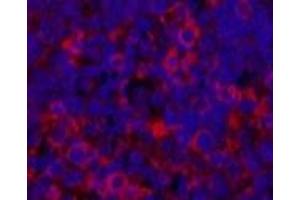 Immunofluorescence analysis of Rat spleen tissue using ERBB2 Monoclonal Antibody at dilution of 1:200. (ErbB2/Her2 antibody)
